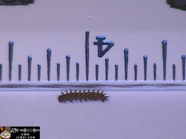 Chalcedon Checkerspot (Euphydryas chalcedona) tiny 2nd instar larvae